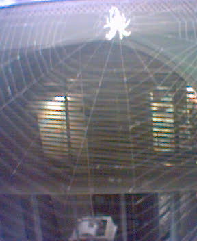 Spiders in the house!